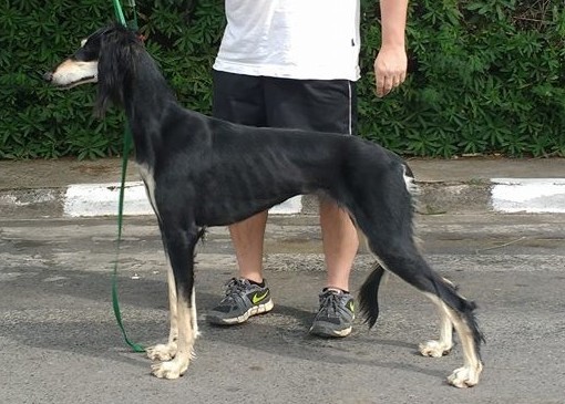  Estatirah 